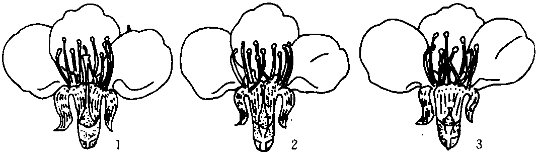 二、芽的種類和花芽分化